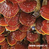 Центр экологических программ, Мицелий грибов рейши Центр экологических программ, Мицелий грибов рейши